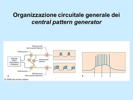 Organizzazione circuitale generale dei central pattern generator
