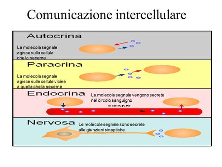 Comunicazione intercellulare