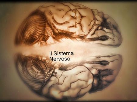 Il Sistema Nervoso.