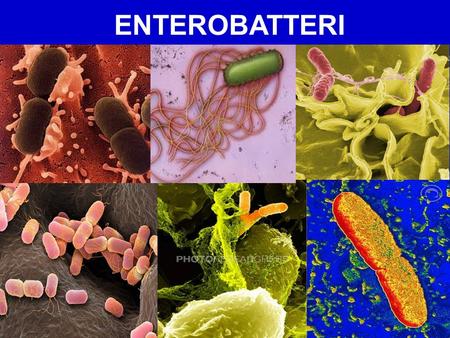 ENTEROBATTERI.