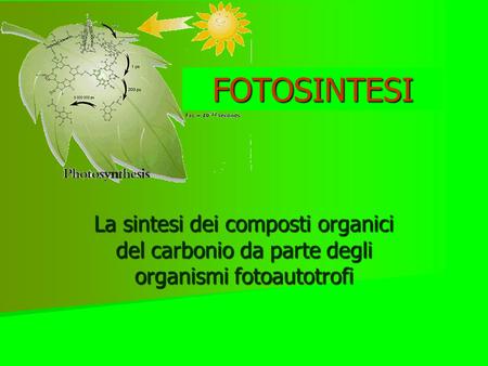 FOTOSINTESI La sintesi dei composti organici del carbonio da parte degli organismi fotoautotrofi.