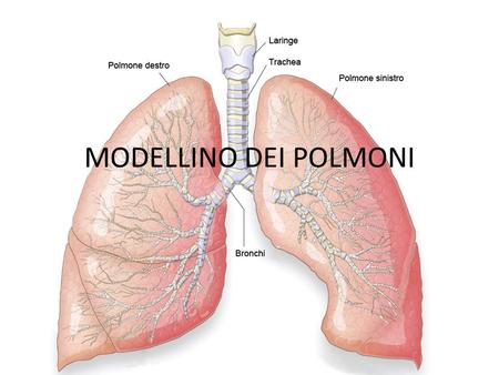 MODELLINO DEI POLMONI.