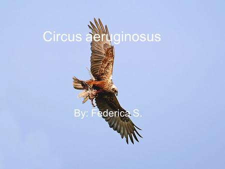 Circus aeruginosus By: Federica S.. Nome scientifico: Circus aeruginosus Nome sardo: arcireddu de paùli Nome inglese: marsh harrier Classe: Aves Ordine: