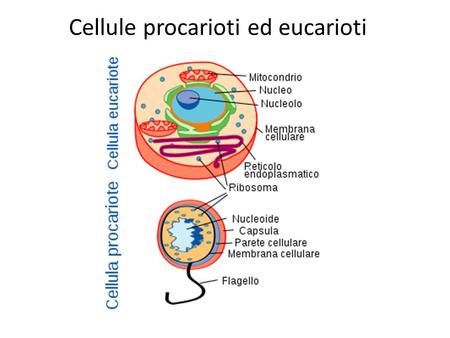 Cellule procarioti ed eucarioti