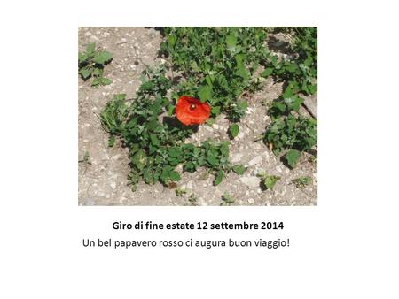 Giro di fine estate 12 settembre 2014 Un bel papavero rosso ci augura buon viaggio!
