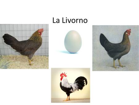 La Livorno.