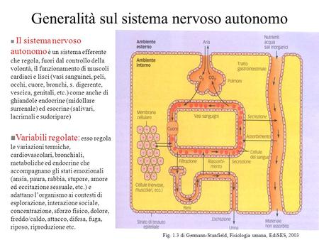Generalità sul sistema nervoso autonomo