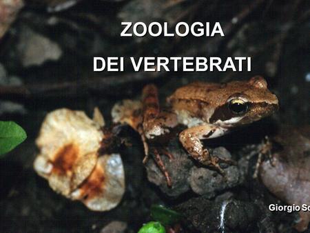 ZOOLOGIA DEI VERTEBRATI Giorgio Scarì.