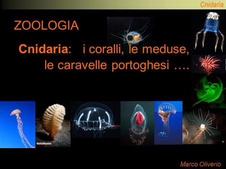 Cnidaria: i coralli, le meduse, le caravelle portoghesi ….