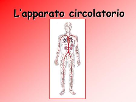 L’apparato circolatorio