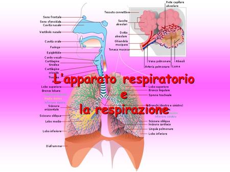 L’apparato respiratorio e la respirazione