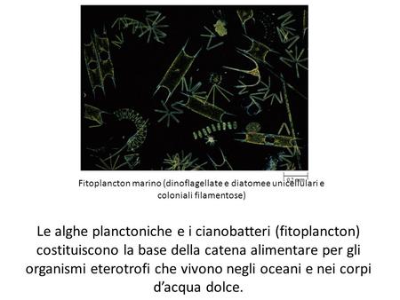 Fitoplancton marino (dinoflagellate e diatomee unicellulari e coloniali filamentose) Le alghe planctoniche e i cianobatteri (fitoplancton) costituiscono.