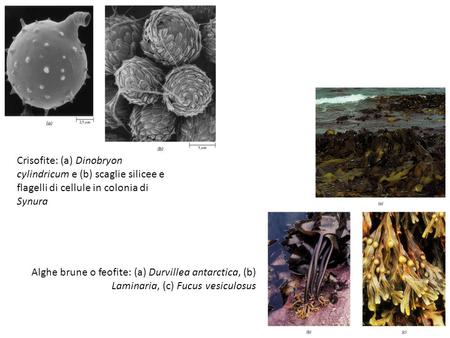 Crisofite: (a) Dinobryon cylindricum e (b) scaglie silicee e flagelli di cellule in colonia di Synura Alghe brune o feofite: (a) Durvillea antarctica,