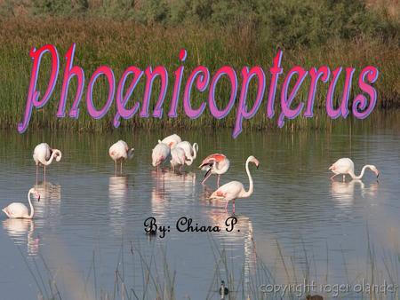 By: Chiara P.. Nome scientifico: Phoenicopterus, phoenicopterus ruber Nome sardo: su flamingu, mangoi o gent' arrubia Nome inglese: greater flamingo Classe: