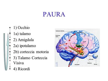 PAURA 1) Occhio 1a) talamo 2) Amigdala 2a) ipotalamo