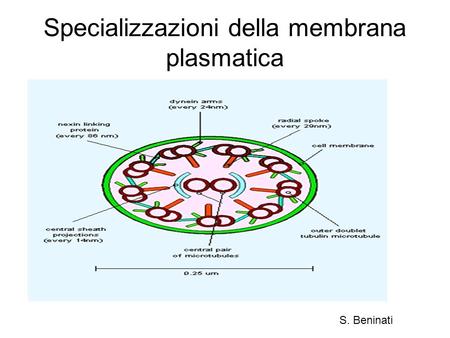 Specializzazioni della membrana plasmatica
