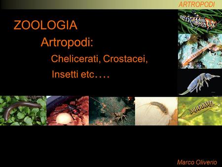 Artropodi: Chelicerati, Crostacei, Insetti etc….