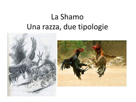 La Shamo Una razza, due tipologie