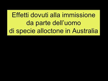 Effetti dovuti alla immissione da parte dell’uomo di specie alloctone in Australia.