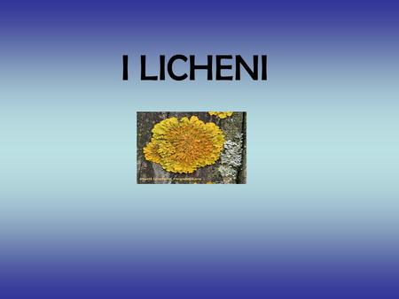 I LICHENI.