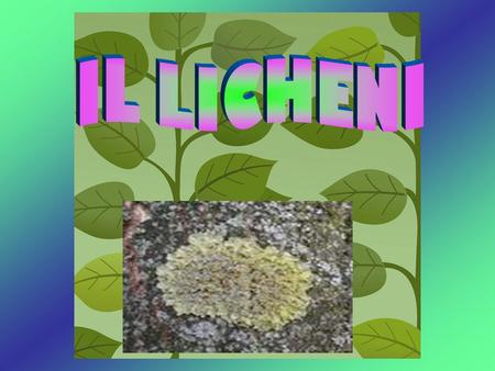 IL LICHENI.