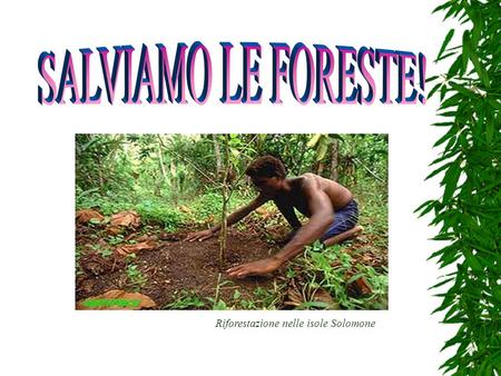SALVIAMO LE FORESTE! Riforestazione nelle isole Solomone.