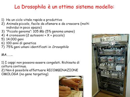 La Drosophila è un ottimo sistema modello: