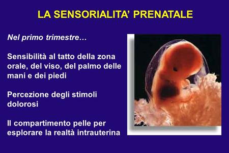 Nel primo trimestre… Sensibilità al tatto della zona orale, del viso, del palmo delle mani e dei piedi Percezione degli stimoli dolorosi Il compartimento.