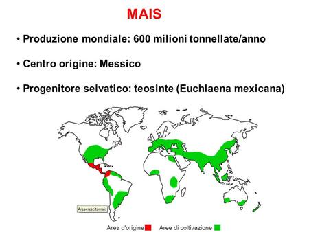 MAIS Produzione mondiale: 600 milioni tonnellate/anno Centro origine: Messico Progenitore selvatico: teosinte (Euchlaena mexicana)