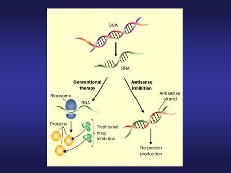 Mechanisms of antisense action on target genes