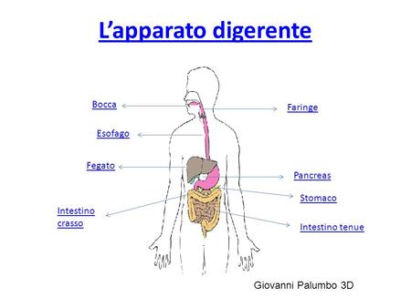 L’apparato digerente Bocca Faringe Esofago Fegato Pancreas Stomaco