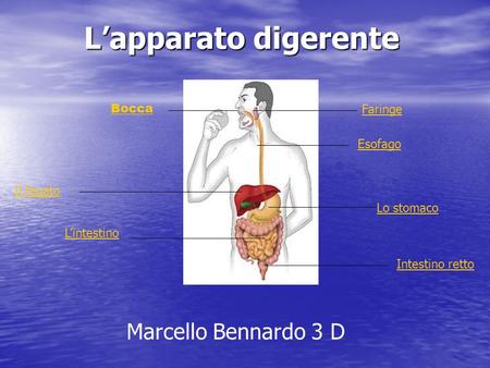 L’apparato digerente Marcello Bennardo 3 D Bocca Faringe Esofago