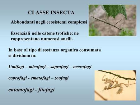 CLASSE INSECTA entomofagi - fitofagi