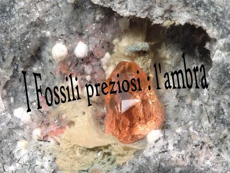 I Fossili preziosi : l'ambra