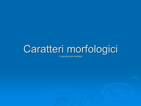 Caratteri morfologici ( riproduzione vietata)