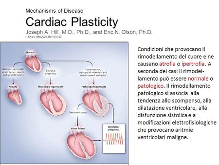Mechanisms of Disease Cardiac Plasticity