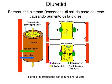 I diuretici interferiscono con le funzioni tubulari