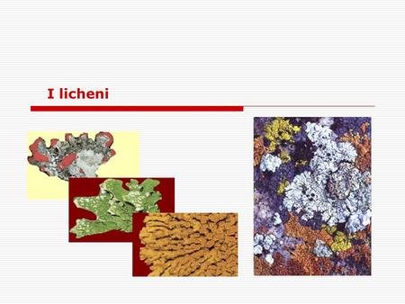 I licheni.