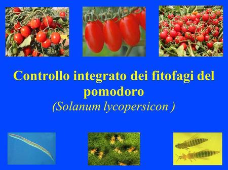 Controllo integrato dei fitofagi del pomodoro (Solanum lycopersicon )