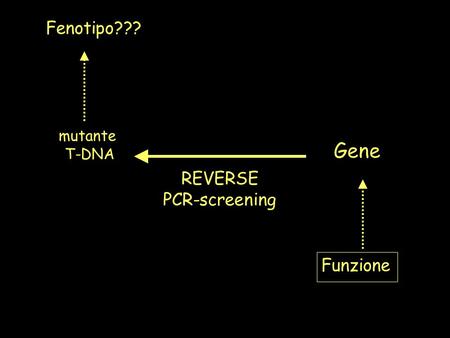 Fenotipo??? mutante T-DNA Gene Funzione REVERSE PCR-screening.