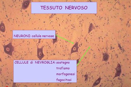 TESSUTO NERVOSO NEURONI: cellule nervose