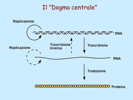 Il Dogma centrale Replicazione DNA Trascrizione Trascrizione