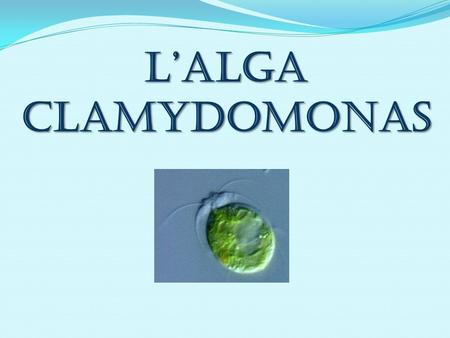 L’alga Clamydomonas.