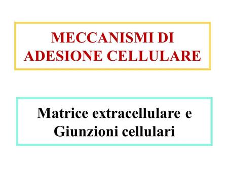 MECCANISMI DI ADESIONE CELLULARE Matrice extracellulare e