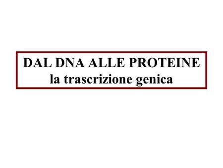 DAL DNA ALLE PROTEINE la trascrizione genica