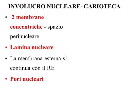 INVOLUCRO NUCLEARE- CARIOTECA