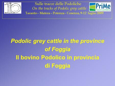 Podolic grey cattle in the province of Foggia Il bovino Podolico in provincia di Foggia Sulle tracce delle Podoliche On the tracks of Podolic grey cattle.