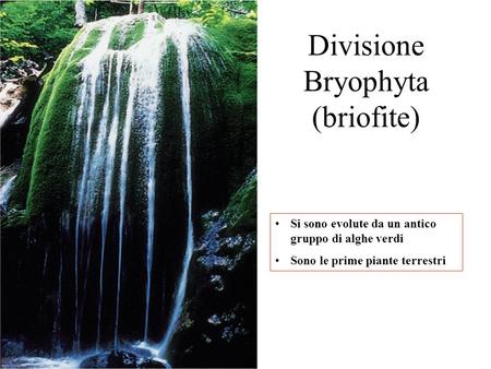 Divisione Bryophyta (briofite)
