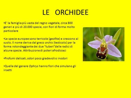 LE ORCHIDEE E’ la famiglia più vasta del regno vegetale, circa 800 generi e più di 20.000 specie, con fiori di forma molto particolare Le specie europee.