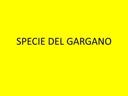 SPECIE DEL GARGANO.